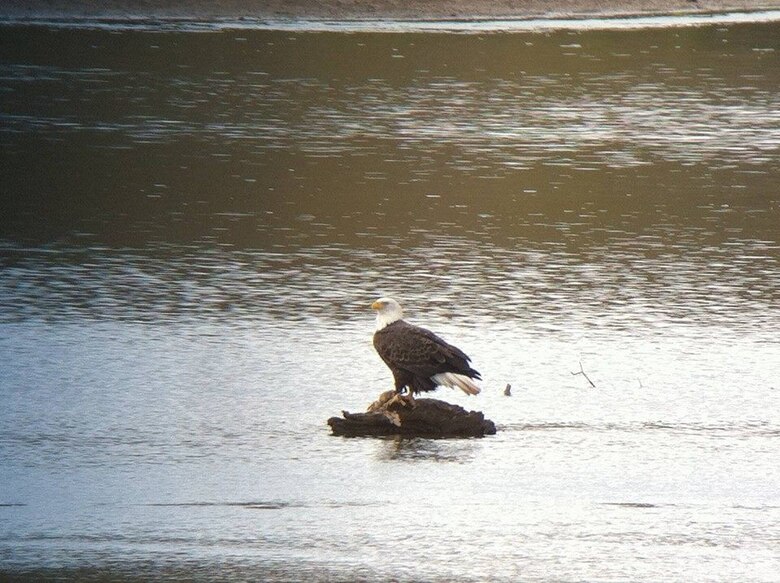 Stonewall Jackson Lake in Weston, West Virginia is proud source of sustainable living for the American bald eagle. 