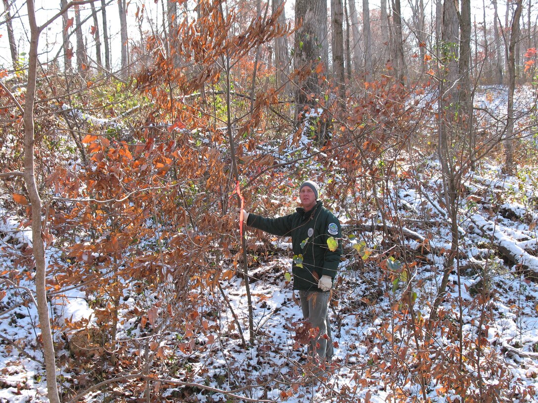 Eric Gracey, Kentucky Division of Forestry, points out a two-year-old American chestnut stump sprout in Fort Knox, Ky. 