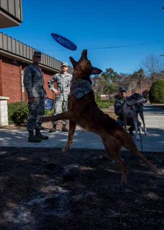 Lilly, a therapy dog, catches a flying disk during the 628th Medical Operations Squadron Mental Health Clinic Open House Dec. 12, 2014, at Joint Base Charleston, S.C. The event was designed to provide commanders and first sergeants with mental health information available to their Airmen. In addition to treating military related post-traumatic stress disorder, the Mental Health clinic has the capability to assist with a wide variety of life stressors through programs such as Family Advocacy, Alcohol and Drug Abuse Prevention Program and Behavioral Health. (U.S. Air Force photo/Senior Airman Jared Trimarchi)

