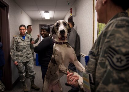 Sookie, a therapy dog, interacts with guests during the 628th Medical Operations Squadron Mental Health Clinic Open House Dec. 12, 2014, at Joint Base Charleston, S.C. The event was designed to provide commanders and first sergeants with mental health information available to their Airmen. In addition to treating military related post-traumatic stress disorder, the Mental Health clinic has the capability to assist with a wide variety of life stressors through programs such as Family Advocacy, Alcohol and Drug Abuse Prevention Program and Behavioral Health. (U.S. Air Force photo/Senior Airman Jared Trimarchi)