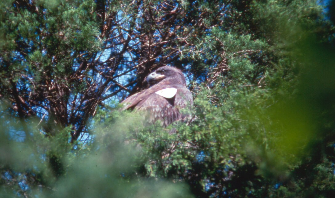 A young American Bald Eagle is perched in a tree on the shoreline of Dale Hollow Lake upon its release from a hacking tower Sept. 12, 1988.