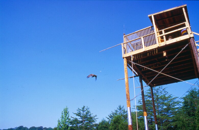 Restoring American Bald Eagle To Upper Cumberland Region A