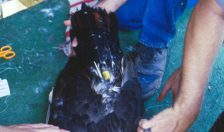 A radio transmitter is attached to a young American Bald Eagle Aug. 22, 1988 to track its movement after it is released from a hacking tower on the shoreline of Dale Hollow Lake.  The U.S. Army Corps of Engineers Nashville District conducted an Eagle Restoration Program between 1987 and 1991 in the hopes that when they took flight for the first time they would return four to five years later when sexually mature to reproduce and nest all year long.
