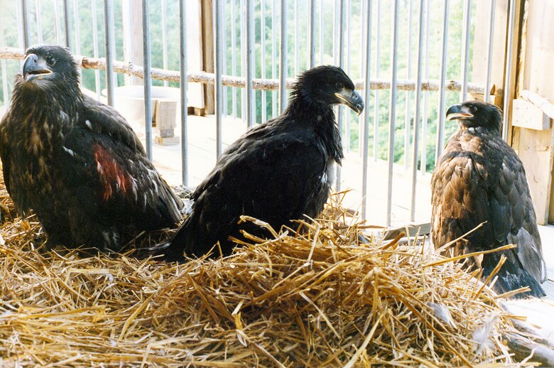 Three young American Bald Eagles stand in their cage on a hacking tower at Dale Hollow Lake in Allons, Tenn., Aug. 22, 1988.  The U.S. Army Corps of Engineers Nashville District conducted an Eagle Restoration Program between 1987 and 1991 in the hopes that when they took flight for the first time they would return four to five years later when sexually mature to reproduce and nest all year long.