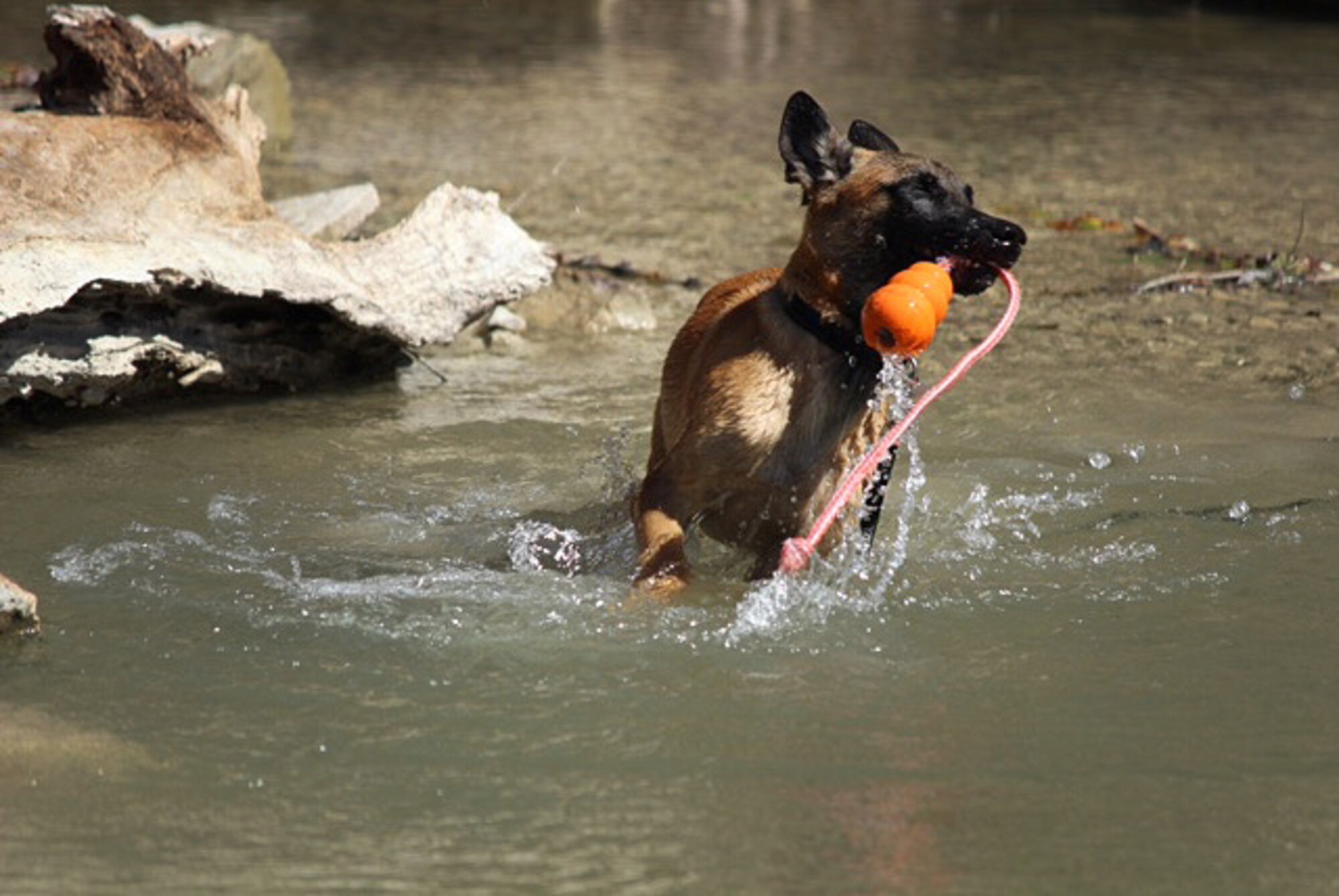 YYork, a military working dog in training with the Department of Defense’s Military Working Dog Breeding Program, is pictured playing with toy in water. YYork is currently being fostered by Col. Susan M. Dickens, commander of the 149th Mission Support Group, Texas Air National Guard, a subordinate unit of the 149th Fighter Wing, at JBSA-Lackland. (Photo courtesy of Col. Susan Dickens / Released)