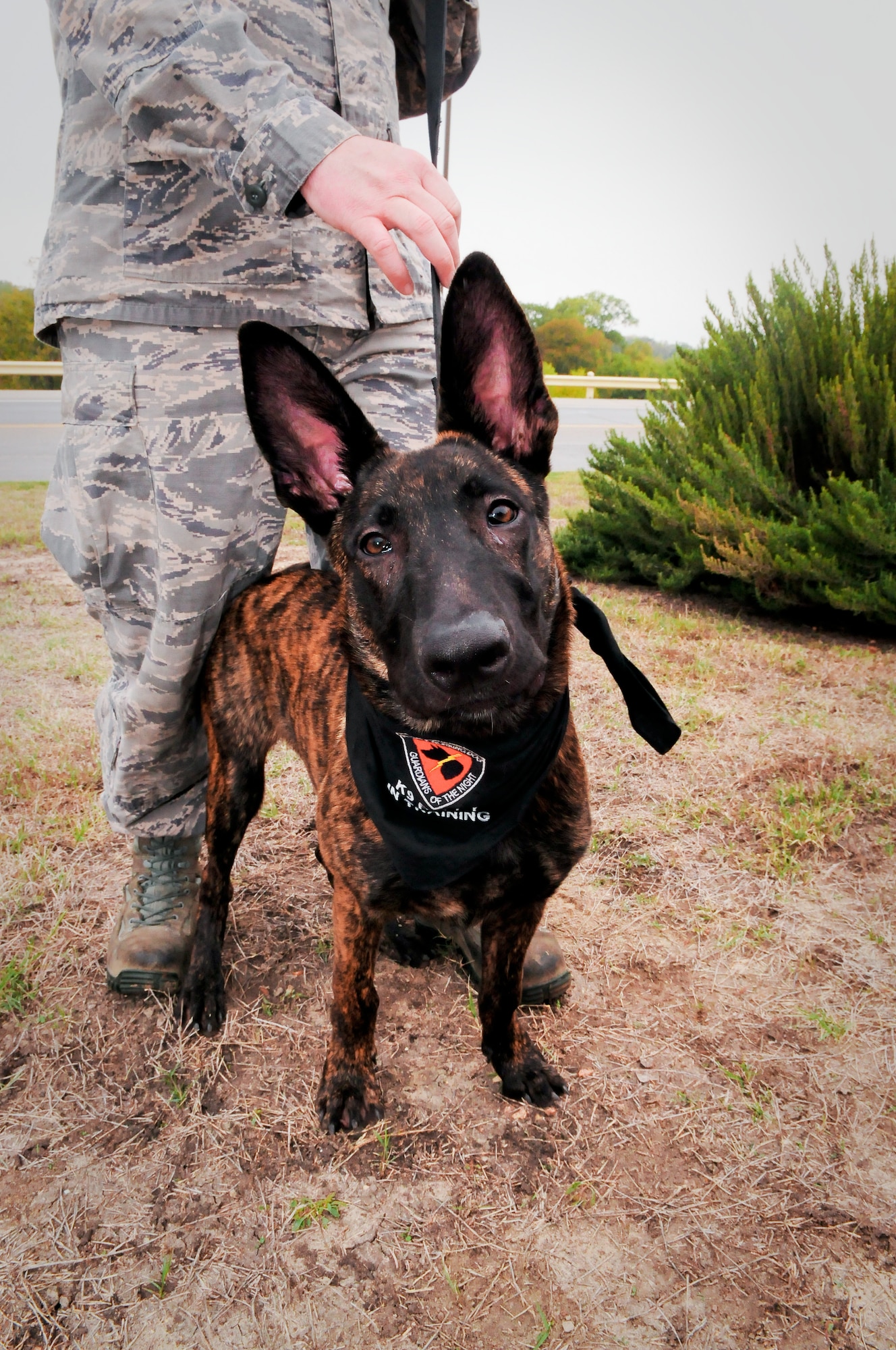 DDexter, a military working dog in training with the Department of Defense?s Military Working Dog Breeding Program, is pictured at Joint Base San Antonio ? Lackland, Texas, Nov. 20, 2014. DDexter is currently being fostered by Tech. Sgt. Brandon M. Harrist, an aircraft electrical and environmental systems craftsman assigned to the 149th Maintenance Squadron, Texas Air National Guard, a subordinate unit of the 149th Fighter Wing, at JBSA-Lackland. (U.S. Air National Guard photo by Senior Master Sgt. Mike Arellano / Released)