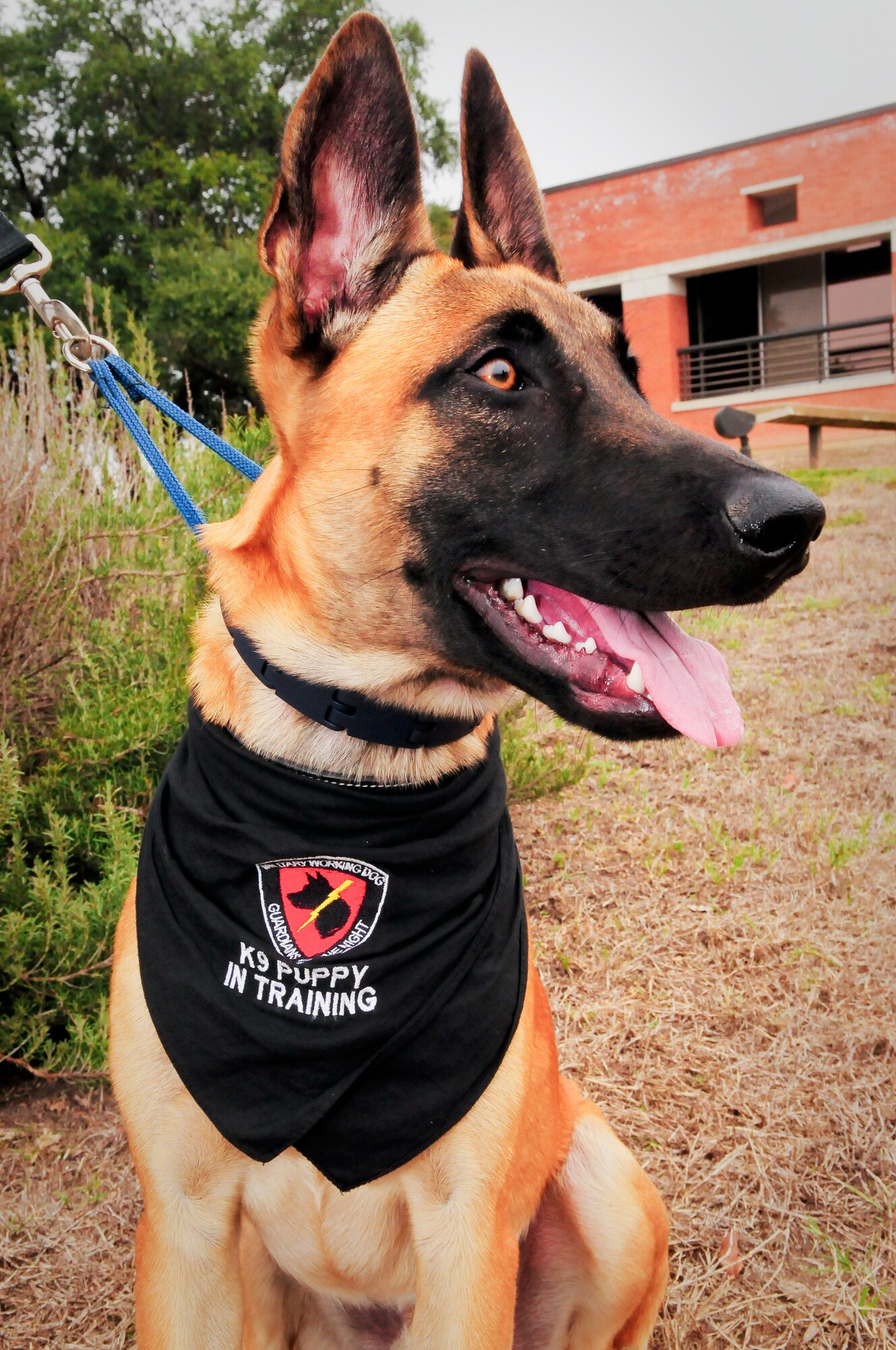 YYork, a military working dog in training with the Department of Defense?s Military Working Dog Breeding Program, is pictured at Joint Base San Antonio ? Lackland, Texas, Nov. 20, 2014. YYork is currently being fostered by Col. Susan M. Dickens, commander of the 149th Mission Support Group, Texas Air National Guard, a subordinate unit of the 149th Fighter Wing, at JBSA-Lackland. (U.S. Air National Guard photo by Senior Master Sgt. Mike Arellano / Released)