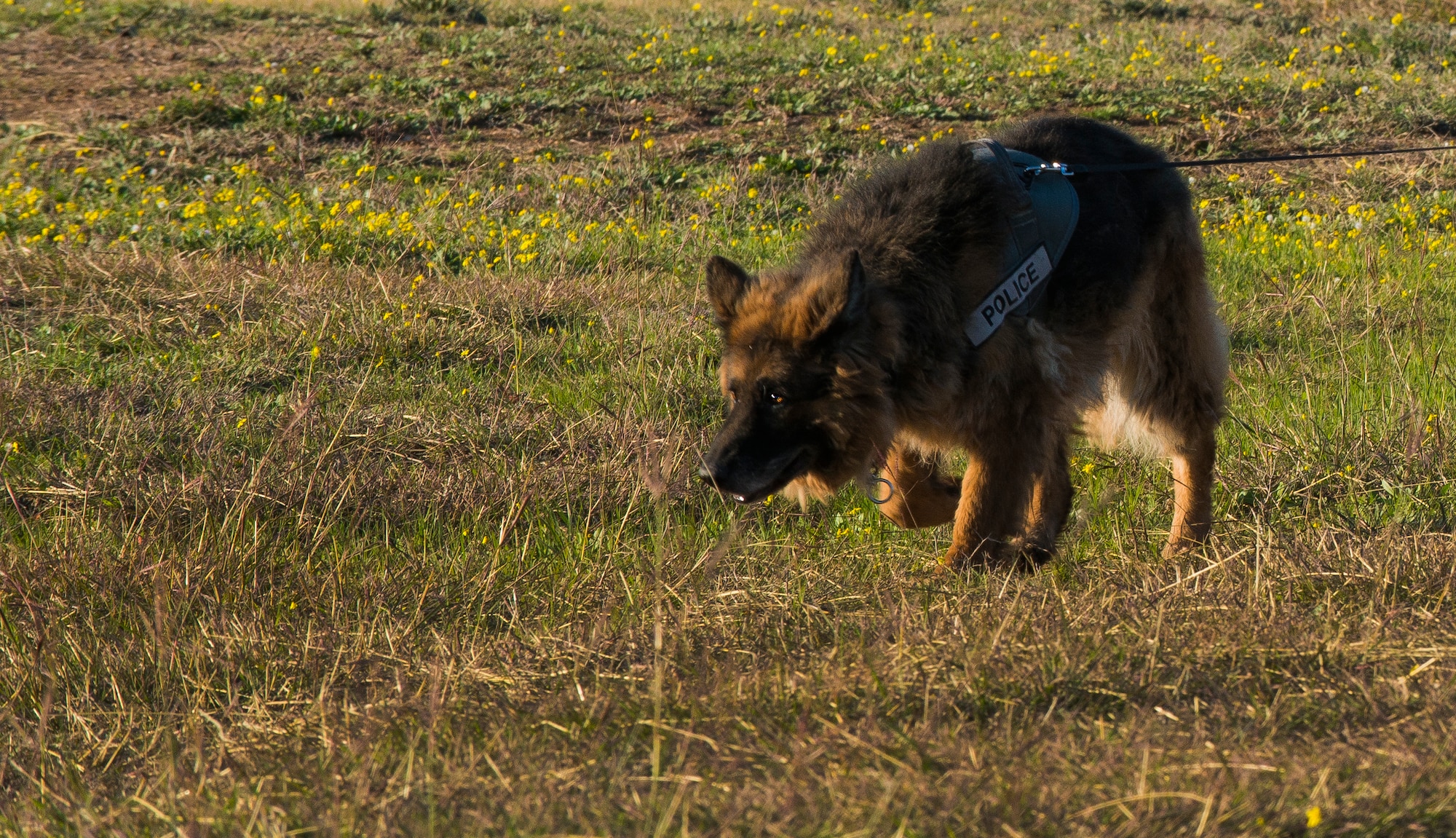 Jerry, 39th Security Forces Squadron military working dog, provides security during an emergency response exercise Dec. 16, 2014, at Incirlik Air Base, Turkey. Responders from the 39th Air Base Wing frequently train to ensure mission readiness and to keep skills sharp for real world emergencies. (U.S. Air Force photo by Airman Cory W. Bush/Released)