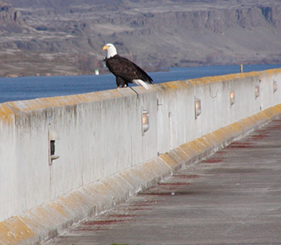 The bald eagles are back! Join U.S. Army Corps of Engineers park rangers at The Dalles Dam Visitor Center Jan. 24, 2015.  Learn about our nation’s symbol by watching them in their natural habitat and enjoy interactive activities at the visitor center.  
Catch a glimpse of the American bald eagle during the Corps’ fifth annual Dam Eagle Watch on Jan. 24 from 9 a.m. to 2 p.m. at The Dalles Dam Visitor Center in The Dalles, Ore.  
As bald eagles migrate south each winter in search of food, the Columbia River provides an excellent food source for our winter guests. Westrick Park, near the dam and across from the visitor center, seems to be a favorite winter vacation spot. It is quiet and secluded December through early March.