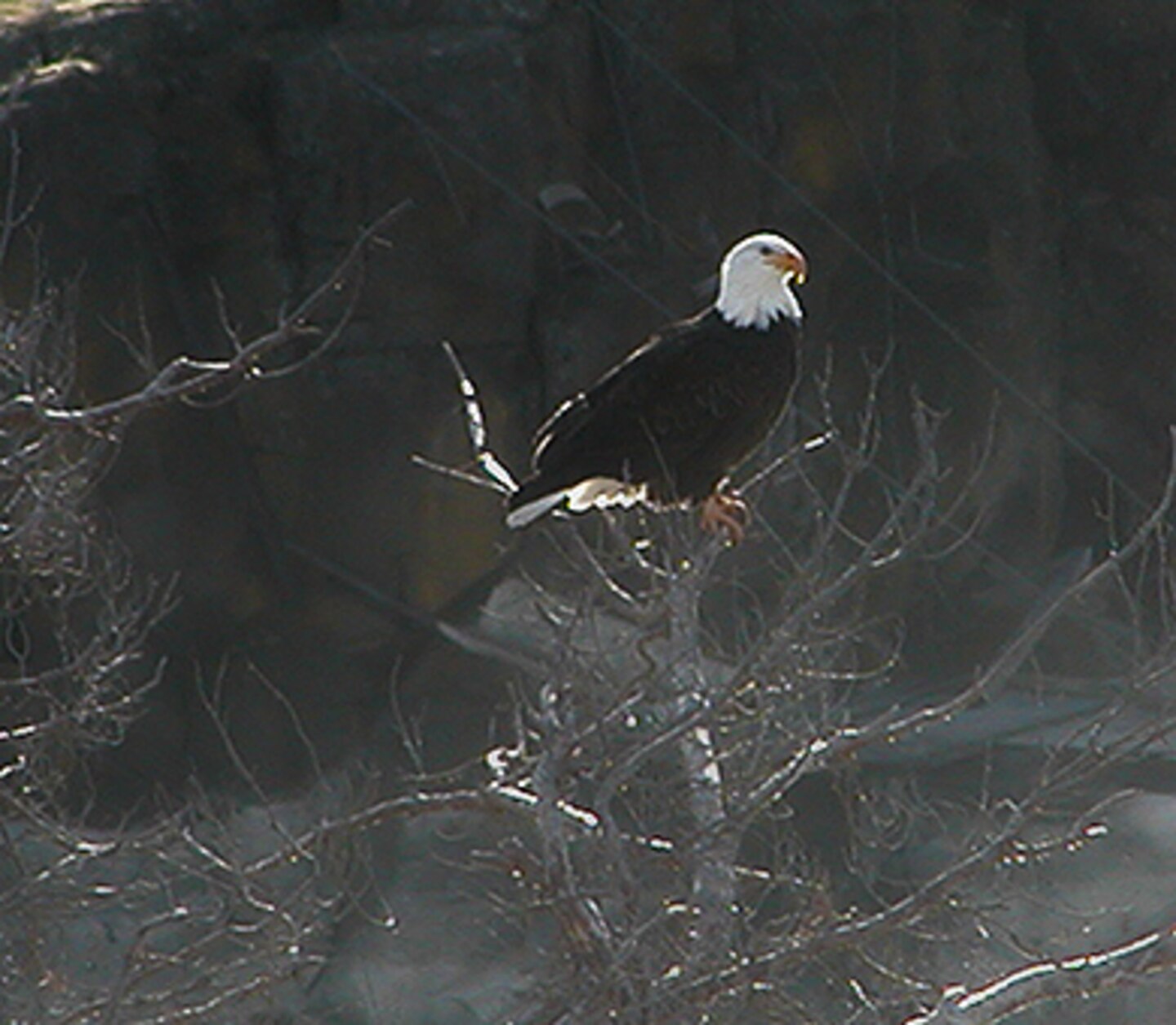 Migrating eagles roost in Westrick Park near The Dalles Dam in winter.