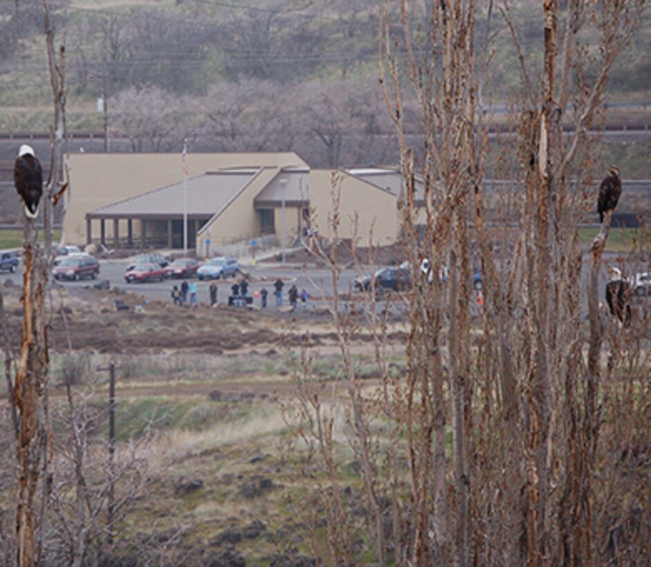 The bald eagles are back! Join U.S. Army Corps of Engineers park rangers at The Dalles Dam Visitor Center Jan. 24, 2015.  Learn about our nation’s symbol by watching them in their natural habitat and enjoy interactive activities at the visitor center.  
Catch a glimpse of the American bald eagle during the Corps’ fifth annual Dam Eagle Watch on Jan. 24 from 9 a.m. to 2 p.m. at The Dalles Dam Visitor Center in The Dalles, Ore.  
As bald eagles migrate south each winter in search of food, the Columbia River provides an excellent food source for our winter guests. Westrick Park, near the dam and across from the visitor center, seems to be a favorite winter vacation spot. It is quiet and secluded December through early March.