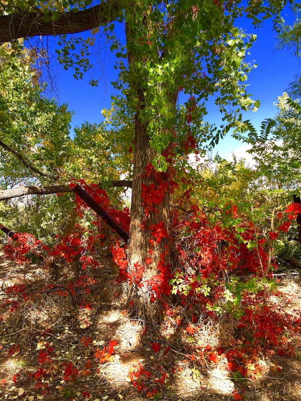 ALBUQUERQUE, N.M., -- Jetty jacks are covered in vines with fall foliage at the District’s Rt. 66 restoration site, Oct. 20, 2014. This photo placed 3rd in the District’s annual photo drive based on employee voting. Photo by Erica Quinn.  

