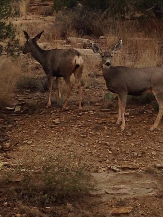 2014 District Photo Drive entry. Photo by Rowena Sanchez, Nov. 3, 2014. “Deer watch vehicles pass Santa Rosa Lake and Dam.” 