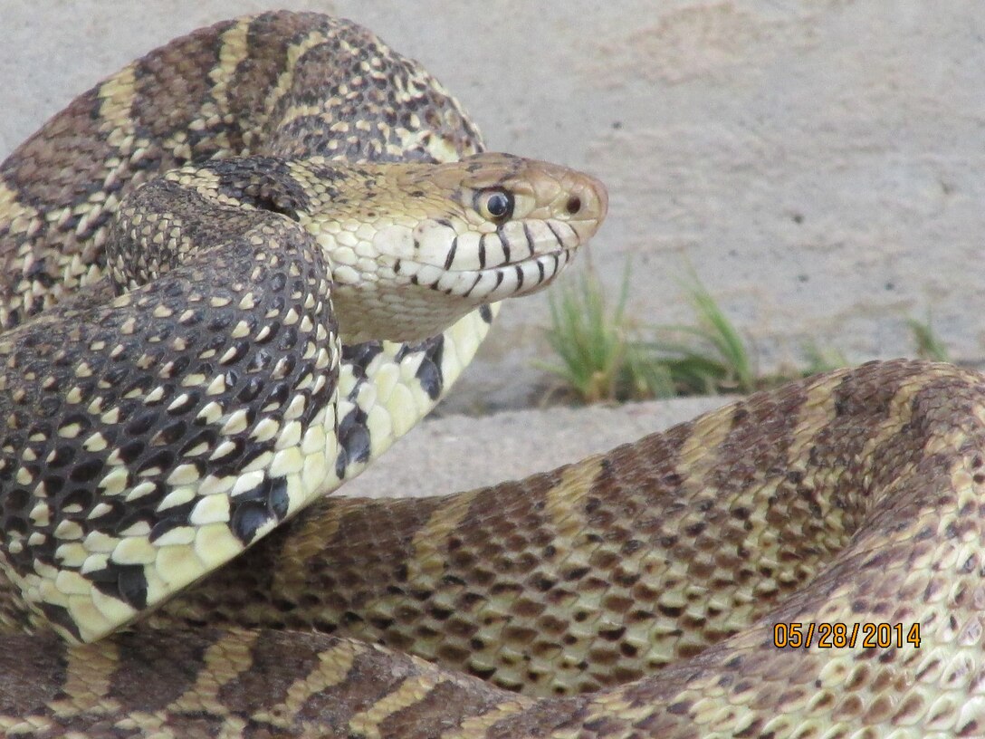 2014 District Photo Drive entry. Photo by Traci Robb, May 28, 2014.  “Bull snake at the District’s Trinidad Project Office.”