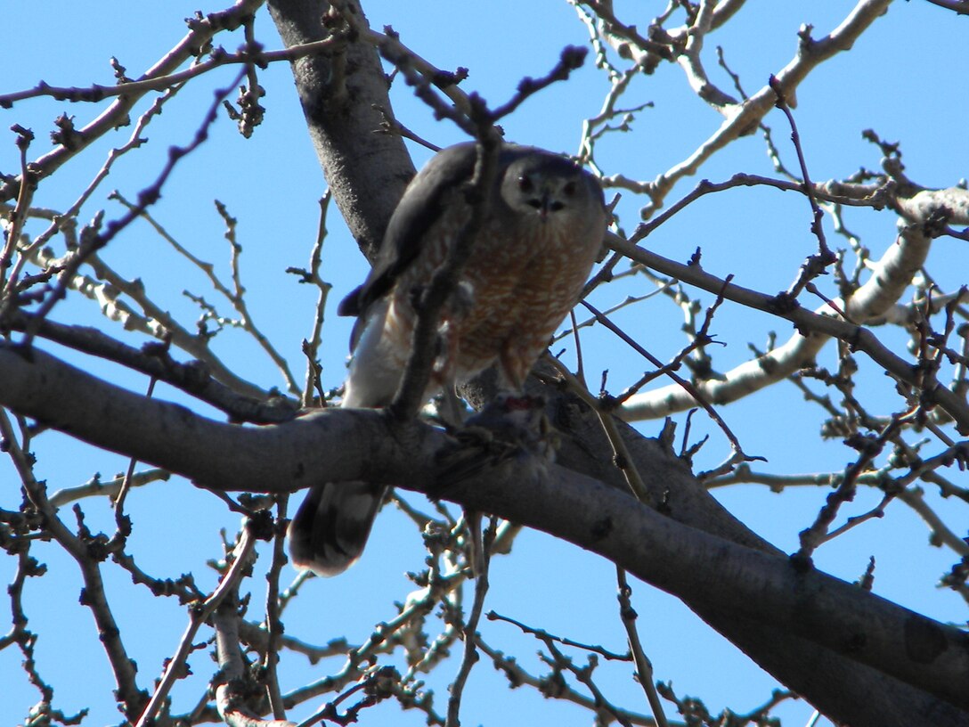 2014 District Photo Drive entry. Photo by Barry Easter, April 1, 2014.  A raptor perches on a tree branch.