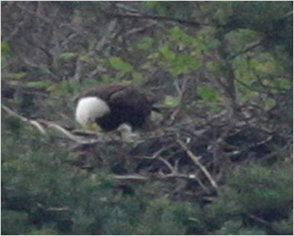 Raystown Lake bald eagle nest monitoring