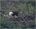 Raystown Lake bald eagle nest monitoring