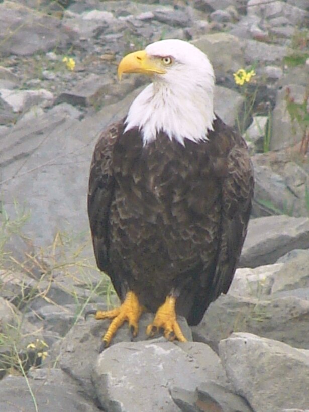 Bald Eagle visits the Tioga-Hammond Dam.