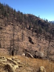 The Waldo Canyon burn scar area where mitigation efforts by the Coalition of Upper South Platte took place in 2012 and 2013. Wattles, used to slow down the water flow are seen in the foreground. (Courtesy photo)