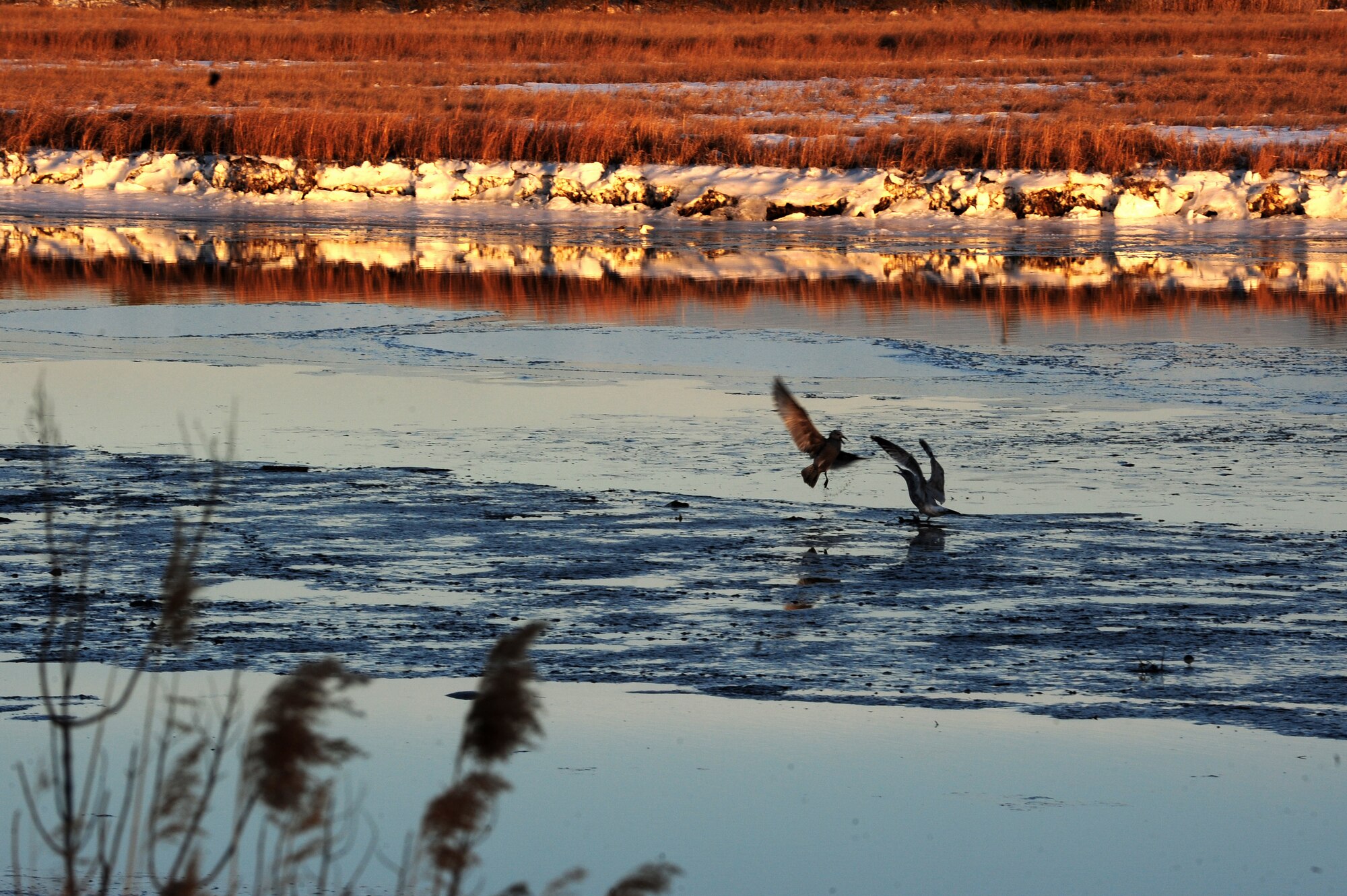 Birds land on the ice near the La Salle gate at Langley Air Force Base, Va., Jan. 30, 2014. Cold temperatures, in addition to the snowfall, which began Jan. 28, caused the water near both the King Street and La Salle gates to freeze. (U.S. Air Force photo by Airman 1st Class Areca T. Wilson/Released)