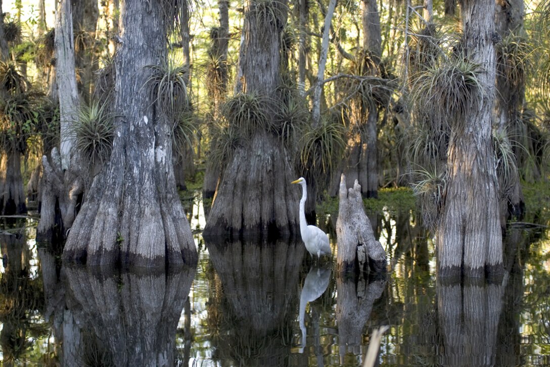Everglades National Park in south Florida, one of the state’s four Wetlands of International Importance. The park is also designated as a Biosphere Reserve and a World Heritage Site. 