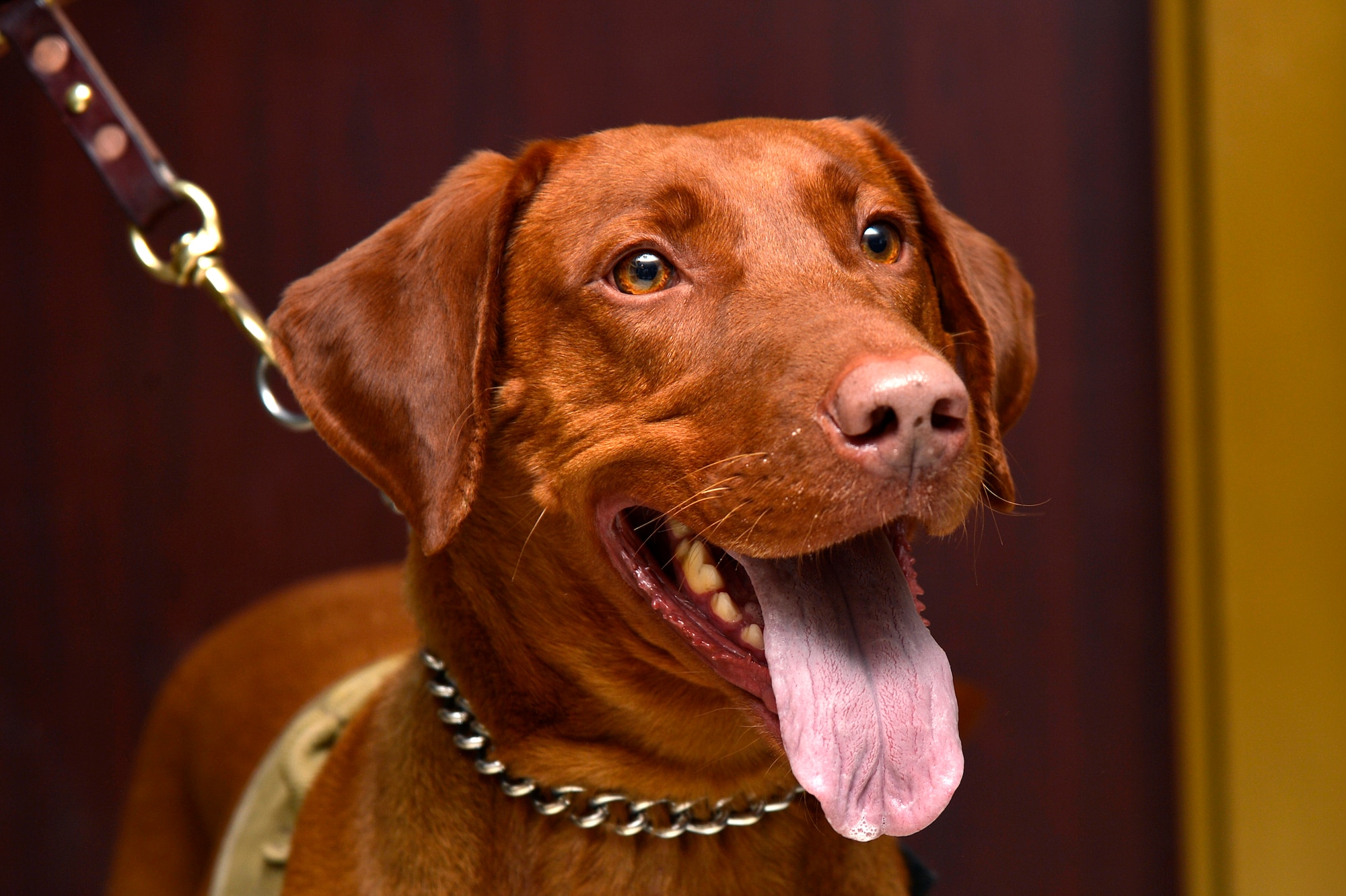 Maj. Eden, 98th Medical Detachment Combat Stress Control combat stress dog, visits Service members at Bagram Airfield, Afghanistan, Jan. 21, 2014. Eden, a red Labrador Retriever, provides an “in-road” with clients and helps open the door for combat stress personnel. (U.S. Air Force photo by Senior Airman Kayla Newman/Released)