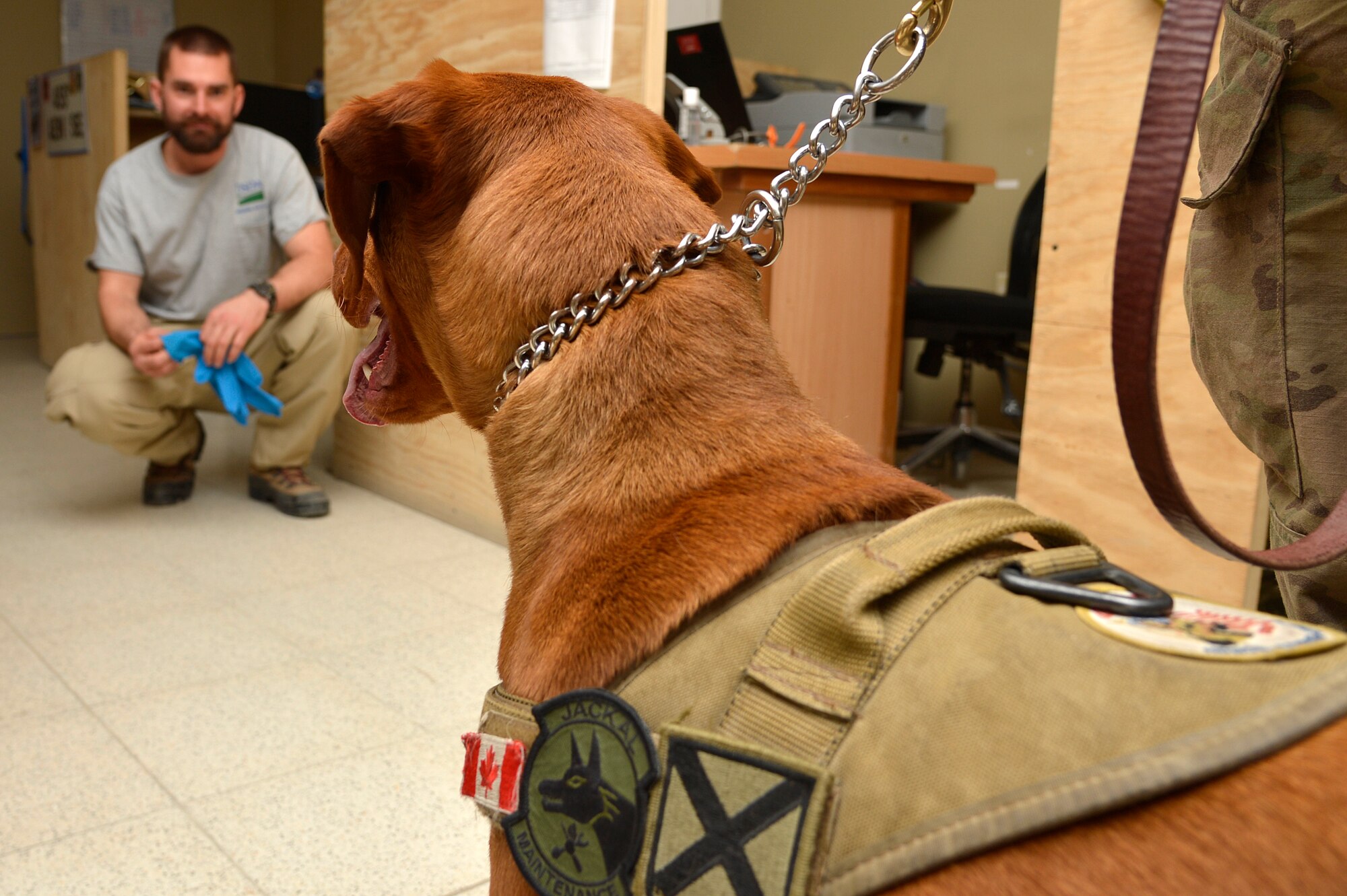 Maj. Eden, 98th Medical Detachment Combat Stress Control combat stress dog, plays with Department of Agriculture employee at Bagram Airfield, Afghanistan, Jan. 21, 2014. Eden, a red Labrador Retriever, provides an “in-road” with clients and helps open the door for combat stress personnel. (U.S. Air Force photo by Senior Airman Kayla Newman/Released)