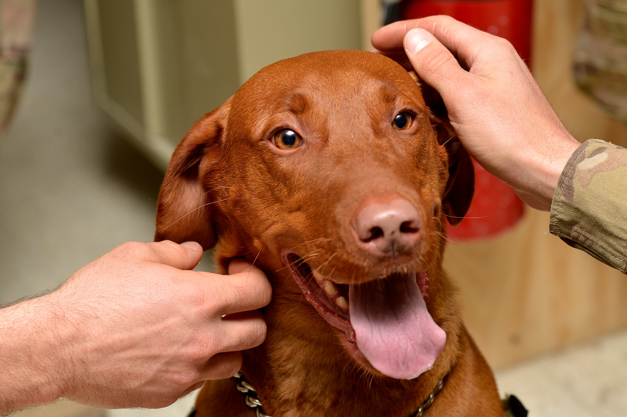 Service members pet the 98th Medical Detachment Combat Stress Control combat stress dog, Maj. Eden, at Bagram Airfield, Afghanistan, Jan. 21, 2014. Eden, a red Labrador Retriever, provides an “in-road” with clients and helps open the door for combat stress personnel. (U.S. Air Force photo by Senior Airman Kayla Newman/Released)