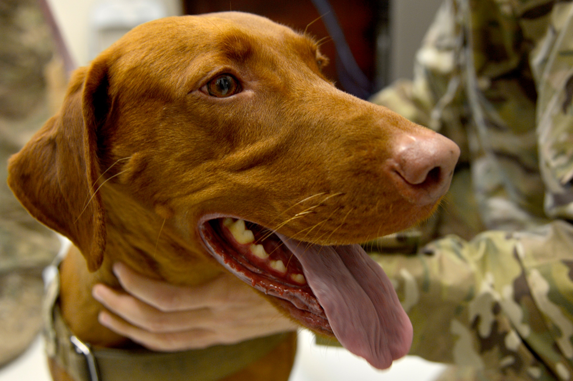 A Service member pets the 98th Medical Detachment Combat Stress Control combat stress dog, Maj. Eden, at Bagram Airfield, Afghanistan, Jan. 21, 2014. Maj. Eden and her handler, U.S. Army Pfc. Alex Fanning, 98th Medical Detachment CSC behavioral health specialist, visit different units and Forward Operating Bases in Afghanistan to not only build morale, but to help Service members through their combat stress.  (U.S. Air Force photo by Senior Airman Kayla Newman/Released)