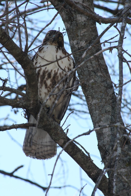 A Red Tailed Hawk at the U.S. Army Corps of Engineers J. Strom Thurmond Lake.