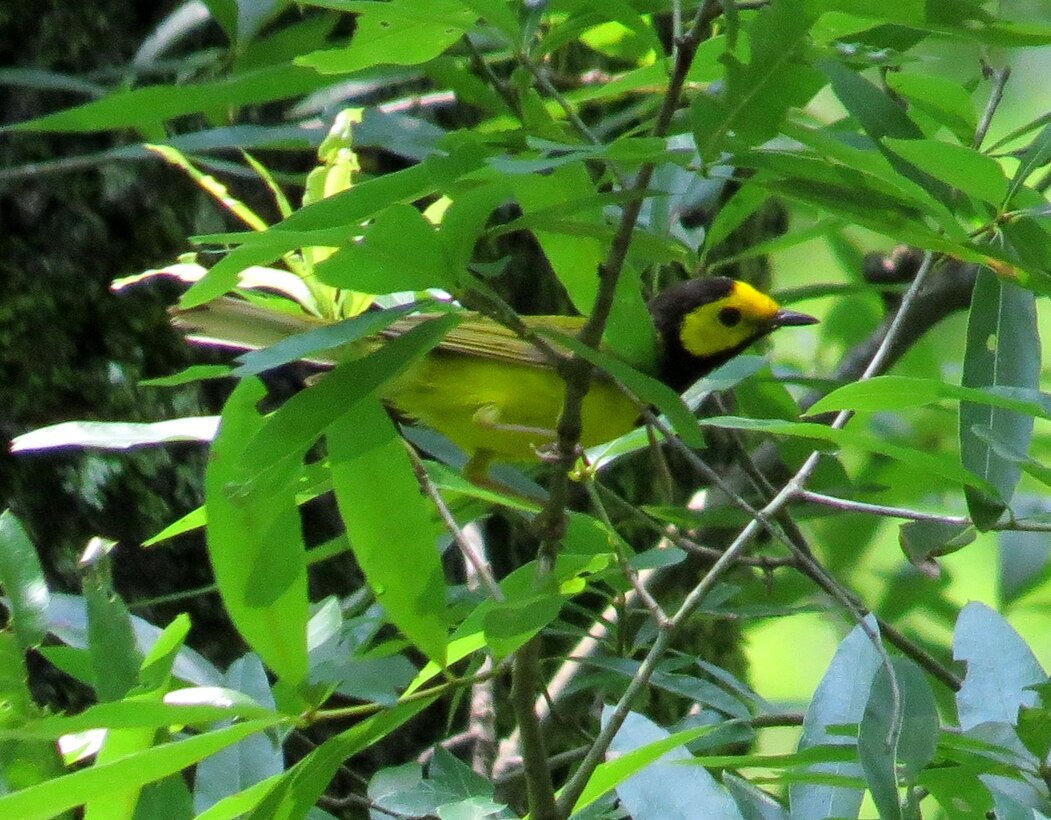 A Hooded Warbler sings within spring foilage at the U.S. Army Corps of Engineers J. Strom Thurmond Lake.