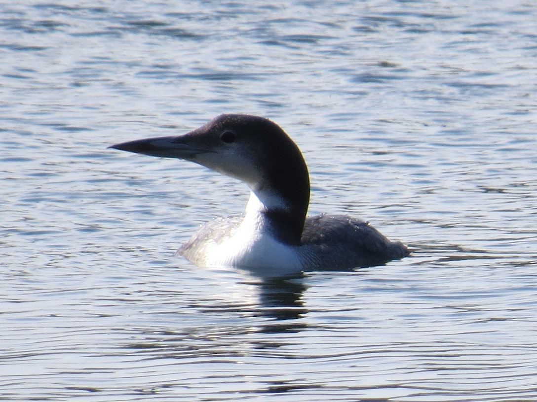 A common loon glides through the water at the U.S. Army Corps of Engineers' J. Strom Thurmond Lake.