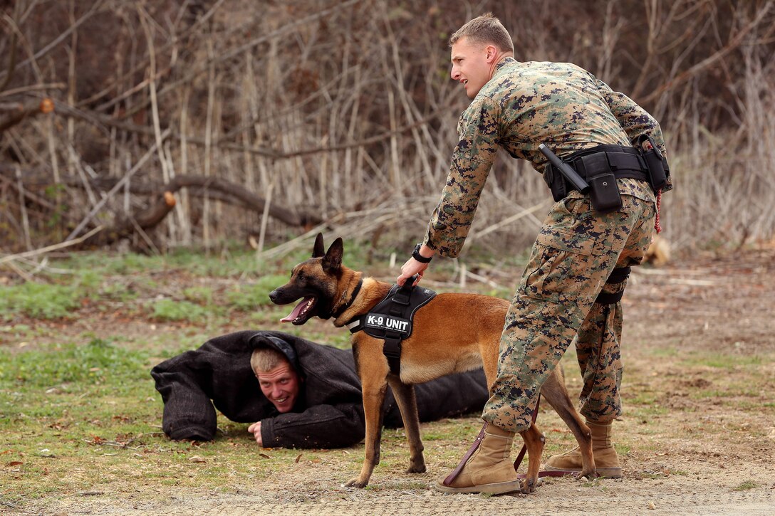 Military Working Dog Dixie and his handler, Cpl. Tyler Barnhart, perform a Failure to Stop Challenge during the Iron Dog Competition portion of War Dawg Weekend, Feb. 9. The annual event is put on by The Dawgs Project and hosted by Marine Corps Base Camp Pendleton.