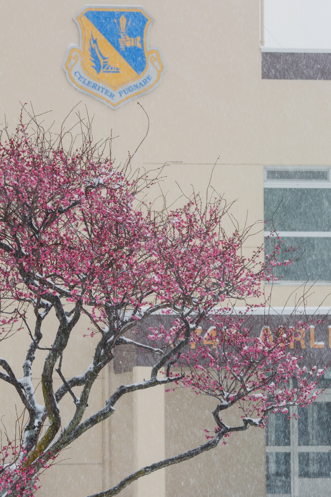 Plum tree flowers blossom during  the worst blizzard to hit at Yokota Air Base, Japan, Feb. 8, 2014. 12.7 inches of snow fell on base Saturday, breaking the daily record for February. (U.S. Air Force photo by Osakabe Yasuo/Released)