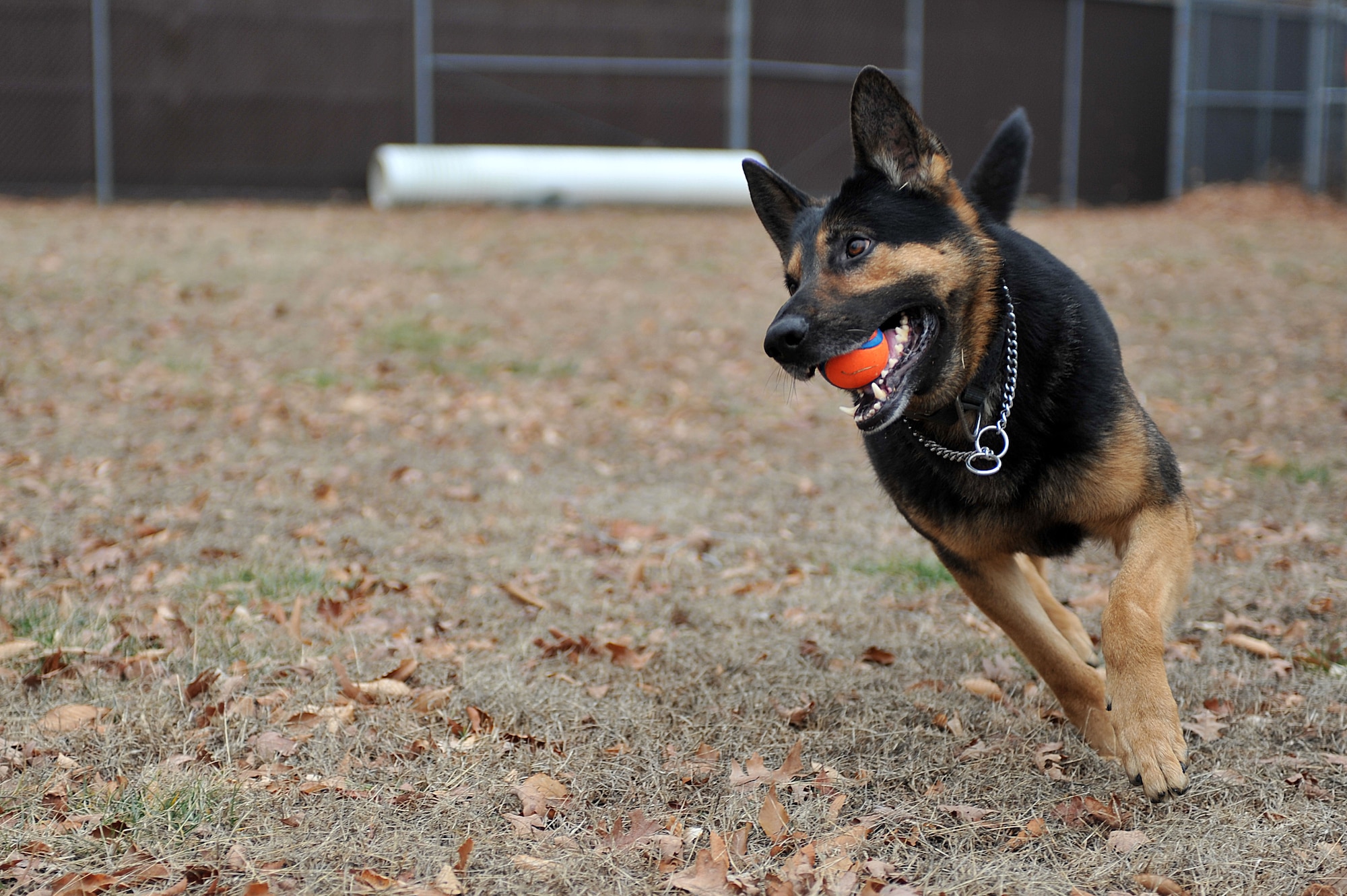 U.S. Army Military Working Dog Chek, 3rd Military Police Detachment patrol explosives detector dog, seeks a ball during obedience training at Fort Eustis, Va., Feb. 4, 2014. Chek is the 4-year-old partner of Spc. Roxanne Cavezuela, 3rd MP Det. military working dog handler, and has deployed to Afghanistan.  (U.S. Air Force photo by Staff Sgt. Katie Gar Ward/Released)