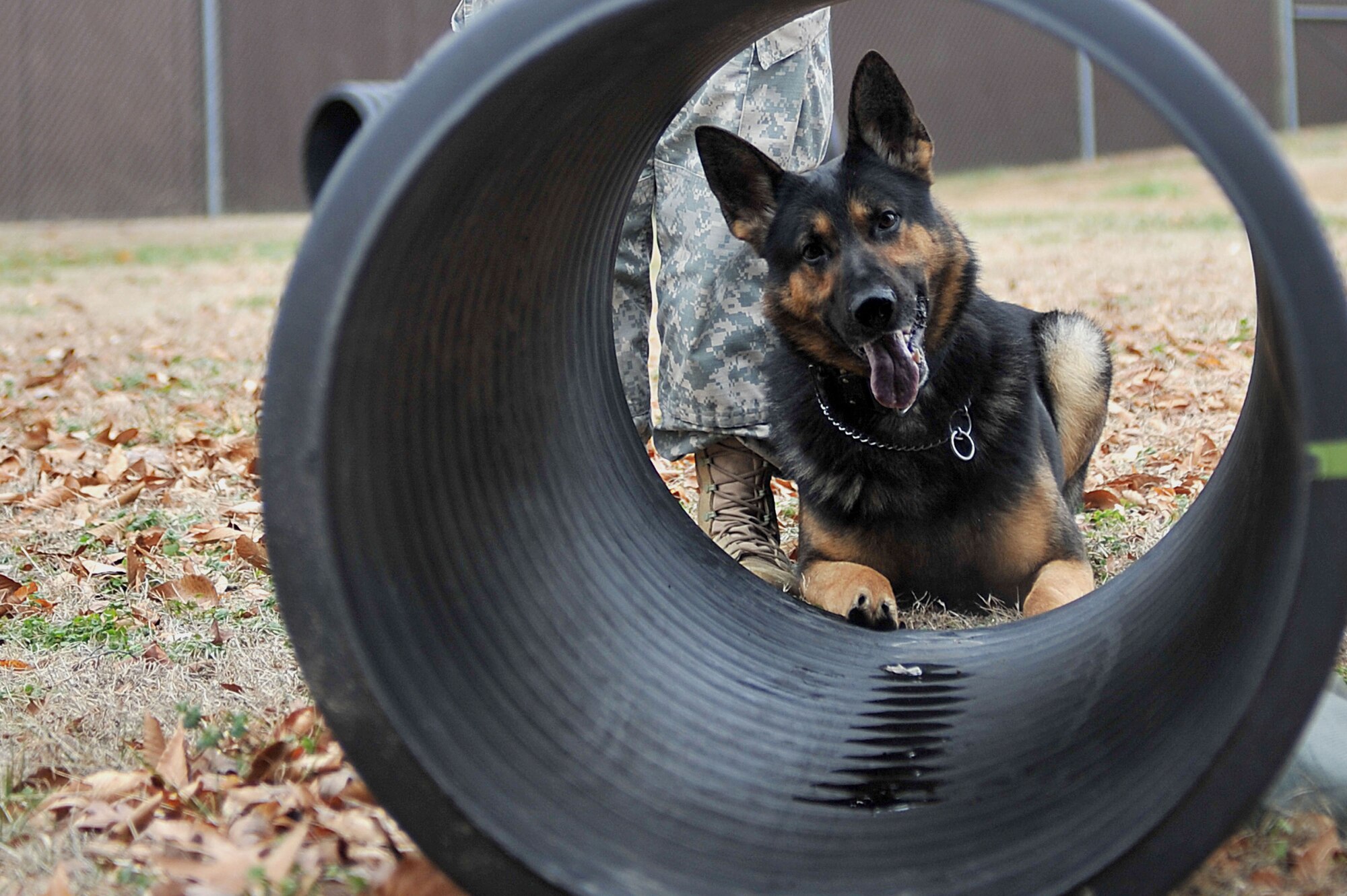 U.S. Army Military Working Dog Chek, 3rd Military Police Detachment patrol explosives detector dog, performs obedience training with his handler at Fort Eustis, Va., Feb. 4, 2014. Chek is the 4-year-old partner of Spc. Roxanne Cavezuela, 3rd MP Det. military working dog handler.  (U.S. Air Force photo by Staff Sgt. Katie Gar Ward/Released)