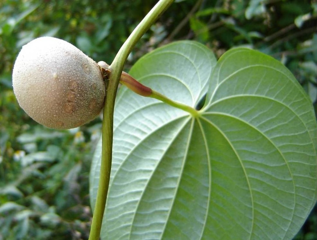 Invasive air potato aerial tuber or bulbil and leaf.