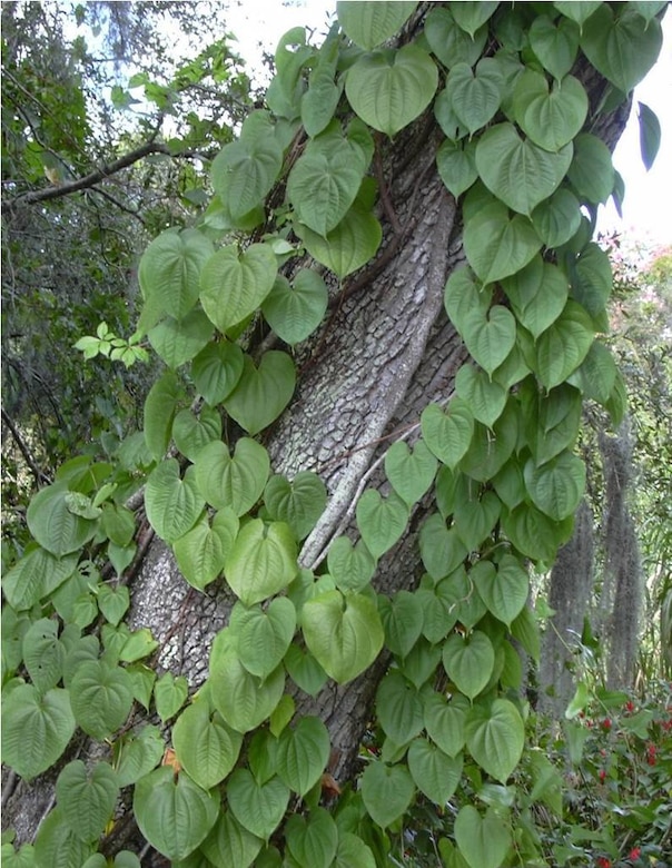 Invasive air-potato vine climbing a tree.