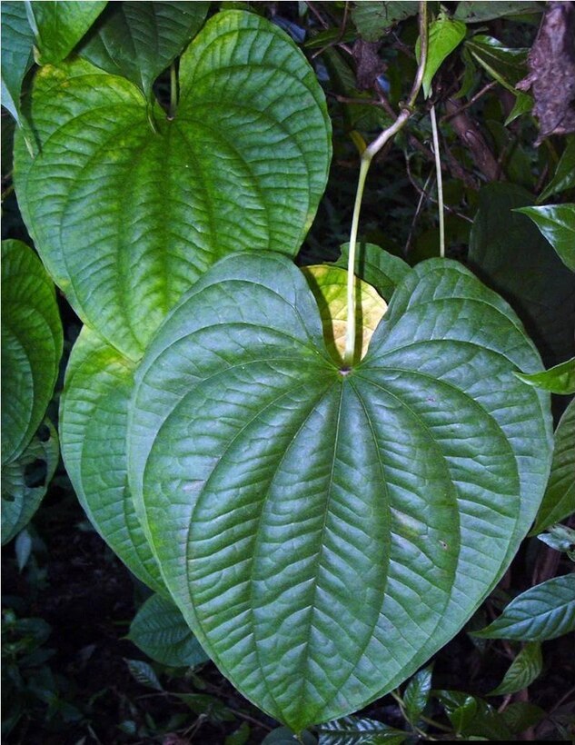 Heart-shaped air potato leaves