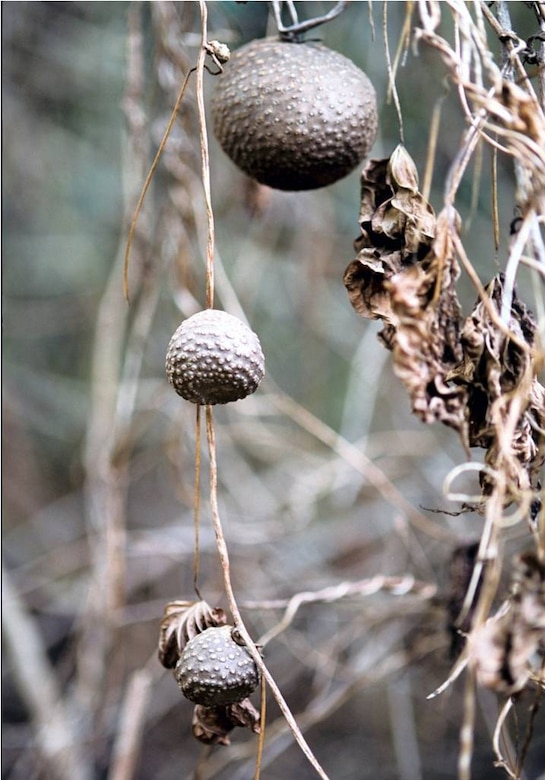 Air potato aerial tuber or bulbils in winter, ready to fall to the ground and sprout