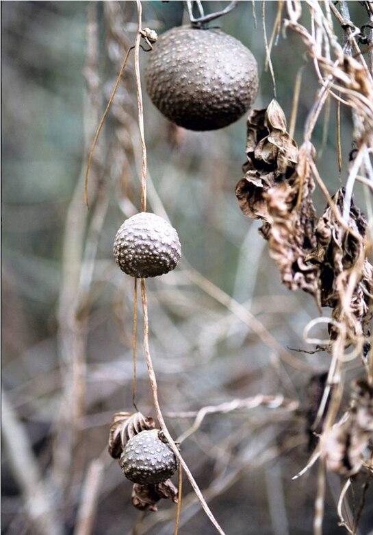 Air potato aerial tuber or bulbils in winter, ready to fall to the ground and sprout