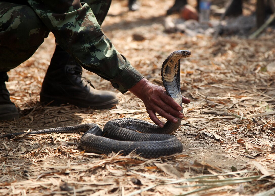 A Royal Thai Army Specail Forces Instructor  demonstrates the proper technique to safely pick up a King Cobra snake Feb. 15 at Ban Dan Lan Hoi, Kingdom of Thailand, during Exercise Cobra Gold 2014. The exercise, in its 33rd iteration, is a Thai-U.S. co-sponsored multinational, joint theater security cooperation exercise conducted annually in the Kingdom of Thailand. The instructor is with Pratupha Speecial Forces Training Camp.