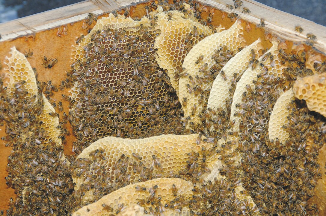 Georgia Master Beekeeper Dale Richter estimates nearly 60-80 pounds of honey and wax on the comb was found Friday inside a crate by a worker outside Building 1261 located at the south end of warehouse row.