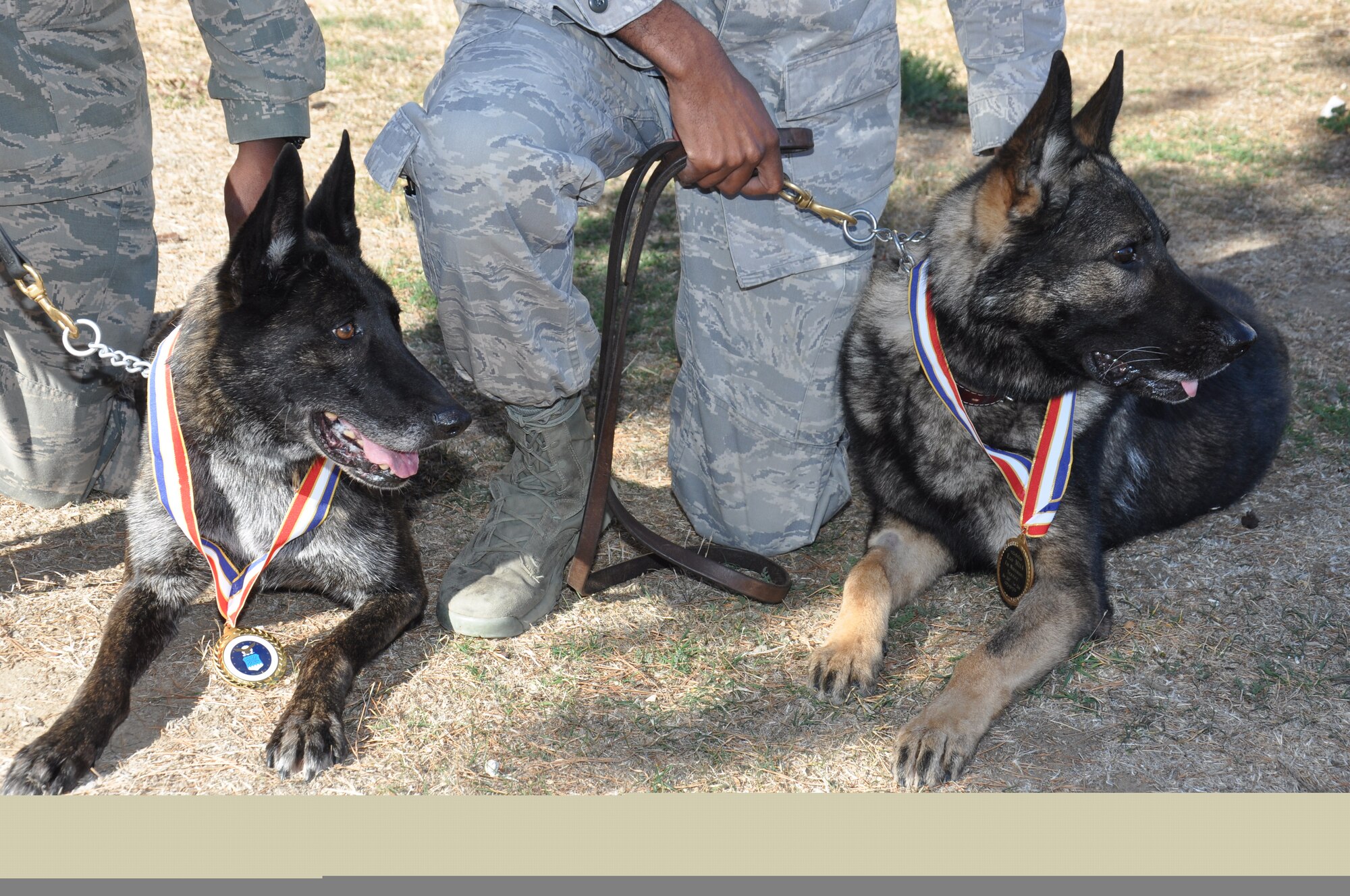Kim and Ego, both former 60th Security Forces Squadron military working dogs specialized in explosives detection, relax in the shade with their handlers Jan. 31 after their retirement ceremony. Both dogs were adopted by military members to live out the rest of their lives. (U.S. Air Force photo/Staff Sgt. Christopher Carranza)