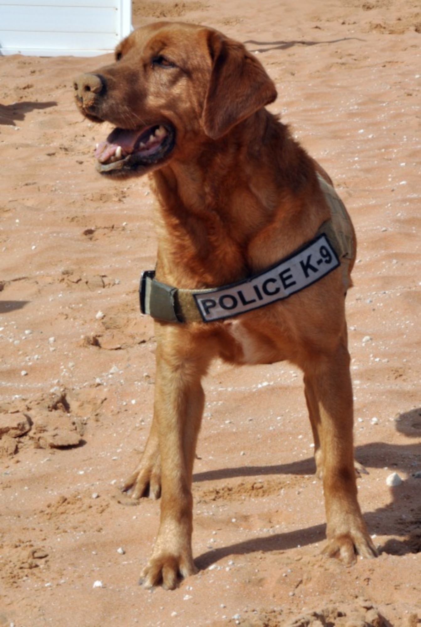 With a sand-covered nose, Military Working Dog Penny pauses to listen to her partner’s next command. Penny is deployed here as a frontline detection dog and is stationed at Peterson Air Force Base, Colo. Prior to her service in the Air Force, Penny served in the U.S. Marine Corps as an independent detector dog. (U.S. Air Force photo by Master Sgt. April Lapetoda/Released)
