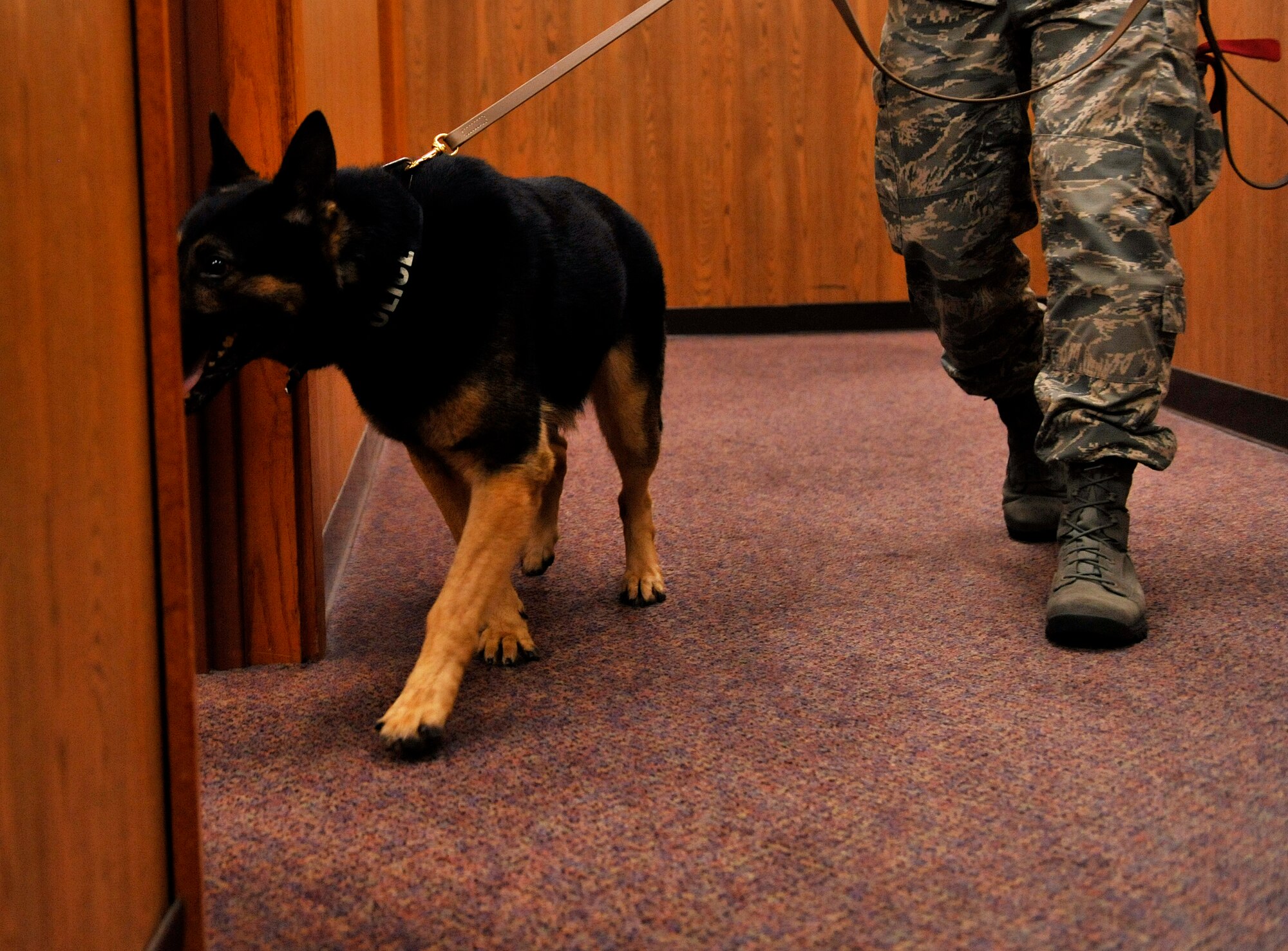 U.S. Air Force Staff Sgt. Alex Inn, 18th Security Forces Squadron military working dog handler, and Bosco, a military working dog, search for drug and explosive samples during detection training on Kadena Air Base, Japan, Feb. 19, 2014. The MWD section stays vigilant by patrolling the base and providing drug and explosives detection capabilities. (U.S. Air Force photo by Naoto Anazawa)
