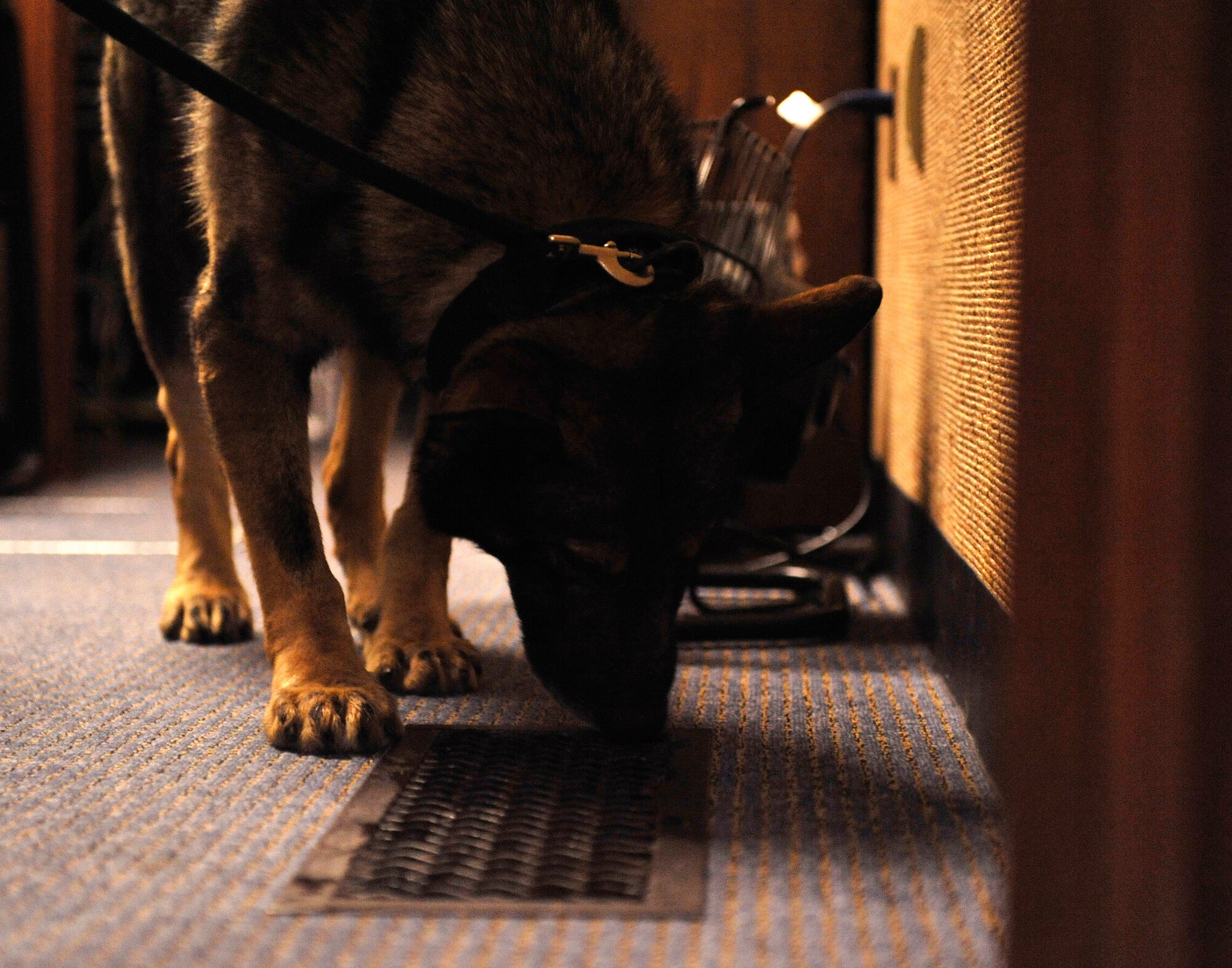 Beny, a military working dog, sniffs out a vent during detection training on Kadena Air Base, Japan, Feb. 19, 2014. The handlers and MWDs had to find several hidden drug and explosive samples throughout the building in order to pass. (U.S. Air Force photo by Naoto Anazawa)