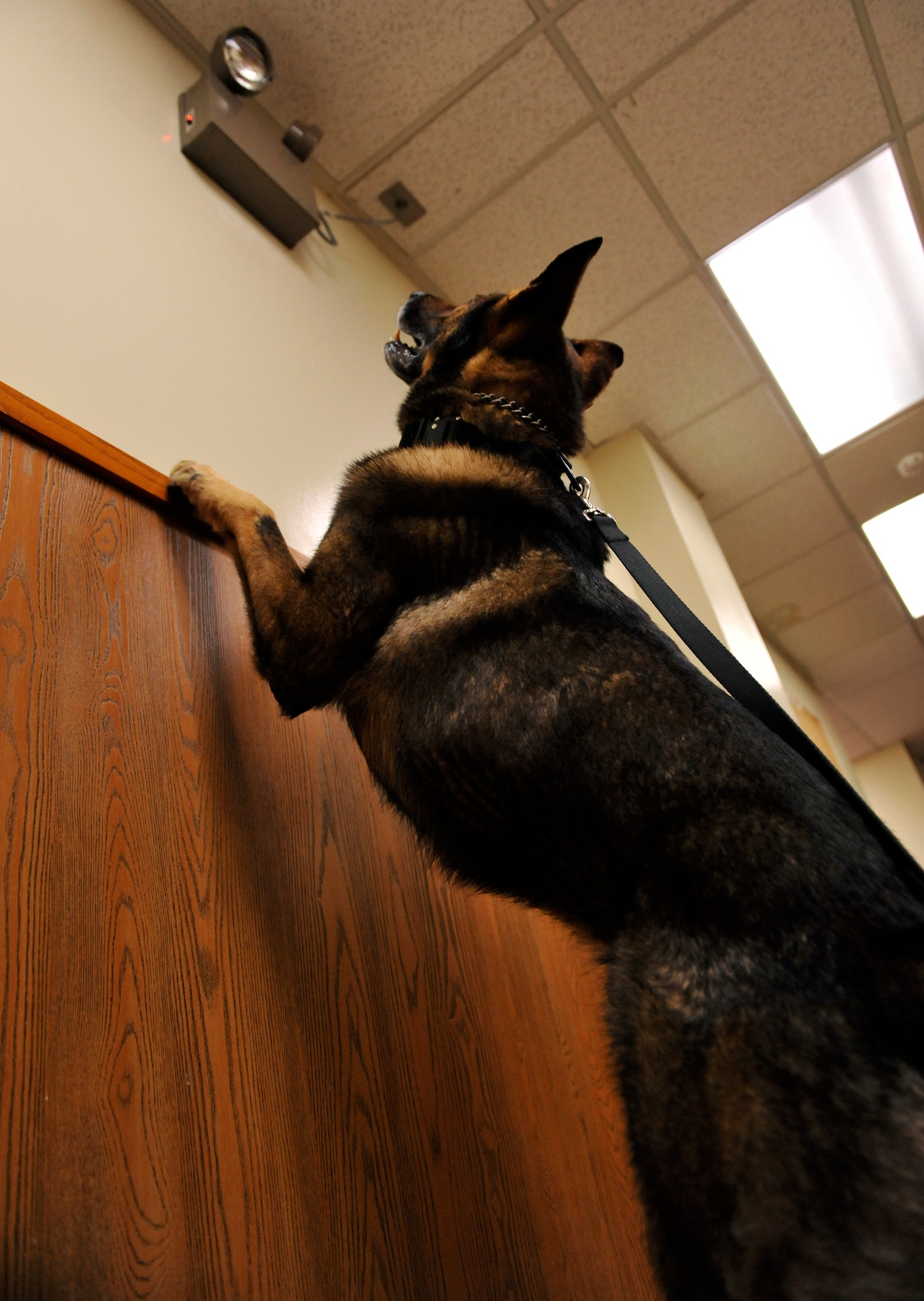 Beny, a military working dog, notices that there is something above during detection training on Kadena Air Base, Japan, Feb. 19, 2014. The handlers and MWDs had to find several hidden drug and explosive samples throughout the building in order to pass. (U.S. Air Force photo by Naoto Anazawa)