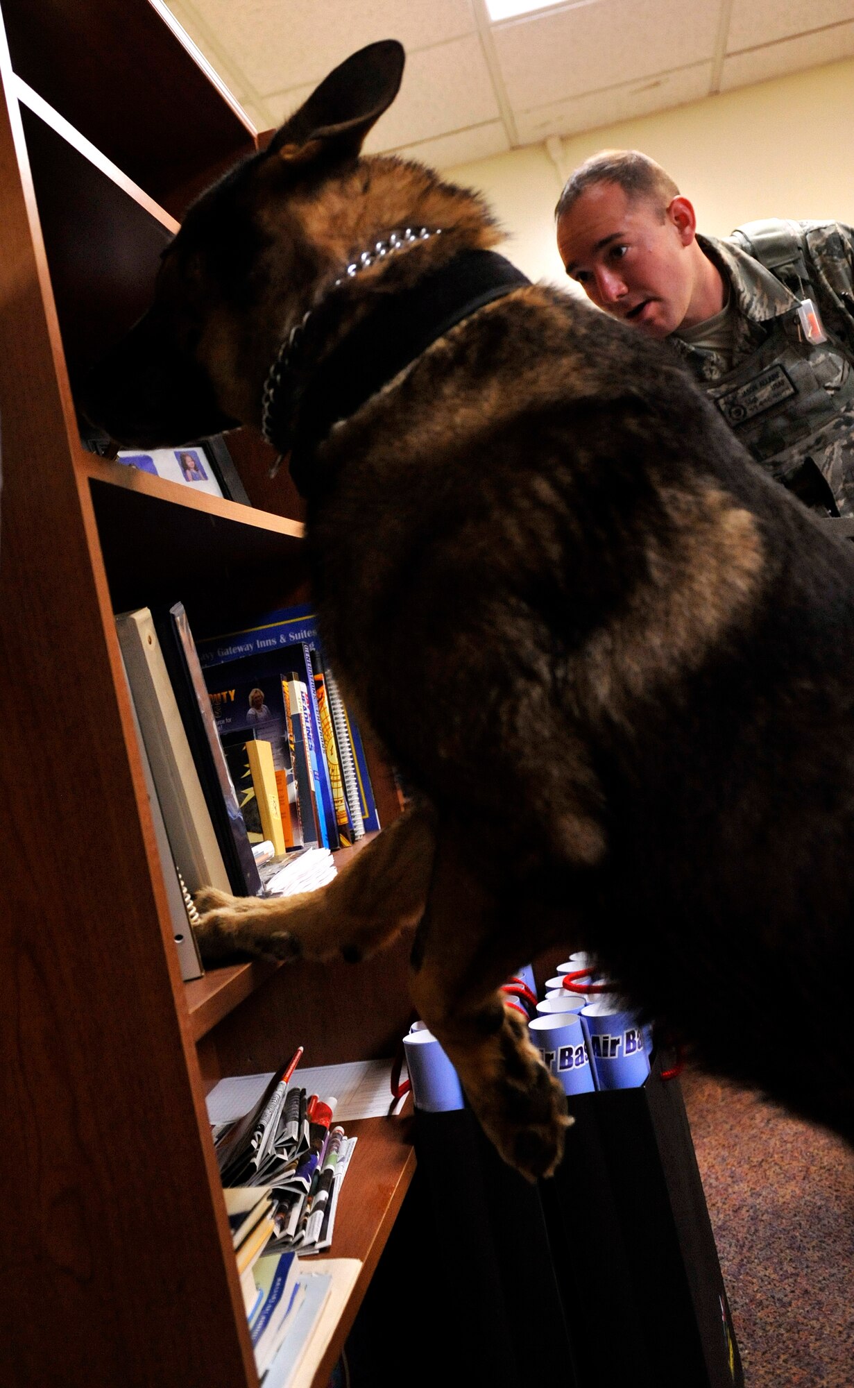 Beny, a military working dog, searches a bookshelf for drug and explosive samples during detection training on Kadena Air Base, Japan, Feb. 19, 2014. The MWD handlers run their dogs through a course every day to give them exercise and keep them trained to do their job. The MWD handlers work side-by-side with their dogs to provide base security as well as search vehicles for illegal drugs and explosives. (U.S. Air Force photo by Naoto Anazawa)