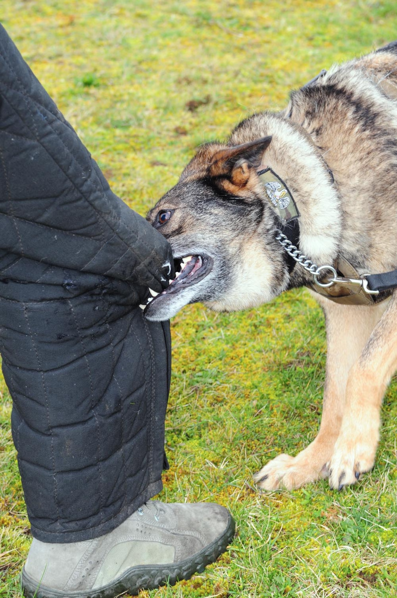 Military Working Dog Zulton performs the "bite and hold" position on decoy Staff Sgt. Joseph Serrano, 100th Security Forces Squadron MWD handler from Santa Clarita Valley, Calif., during a training session Feb. 14, 2014, on RAF Mildenhall, England. The MWD teams are instrumental in many areas because of their capability to provide defense for critical buildings and facilities and to deliver a psychological deterrent. (U.S. Air Force photo by Karen Abeyasekere/Released)